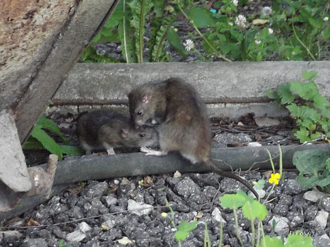 Помоечницы - Freddy 97