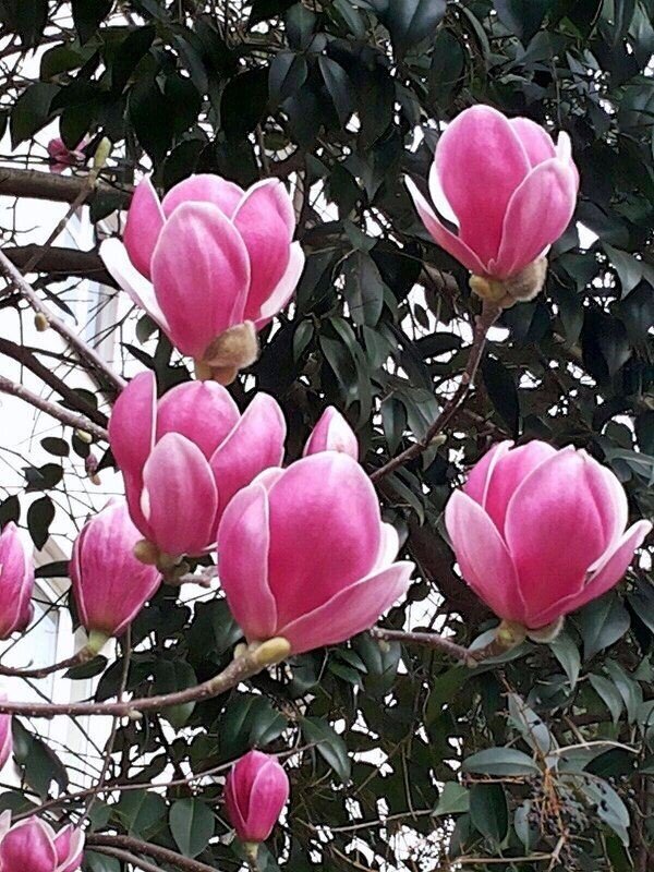 МАГНОЛИЯ - Tata Wolf