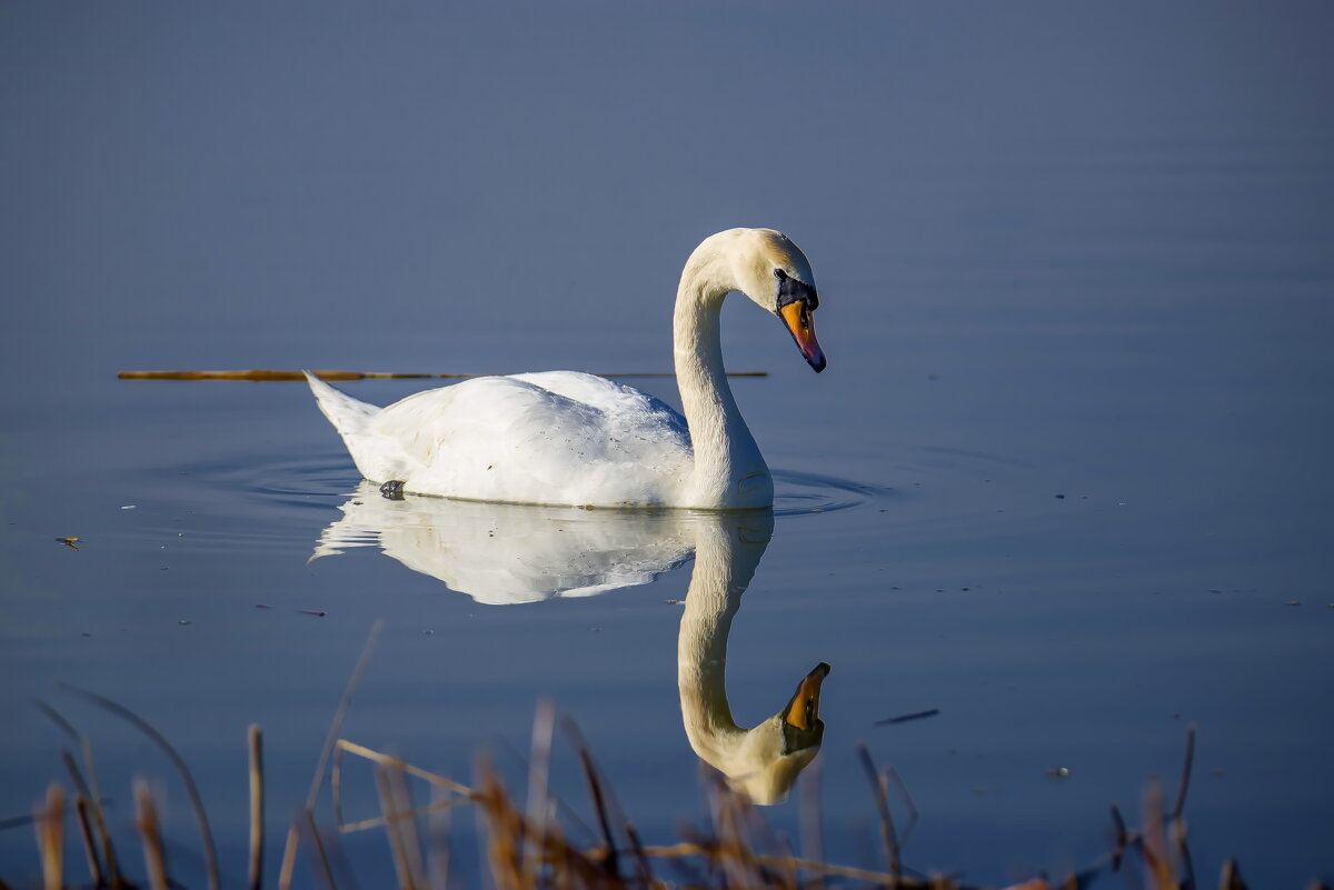 Отражение. - Sergey (Apg)