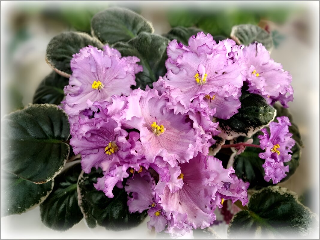 фиалка - Елена Сухорученкова