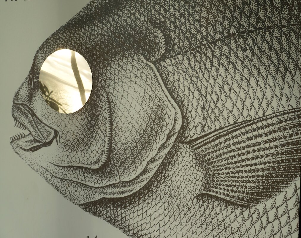 PRO рыб(-у).... - Алёна Савина