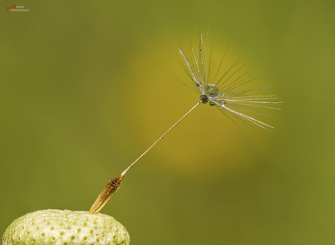 Росинка - Андрей Пристяжнюк