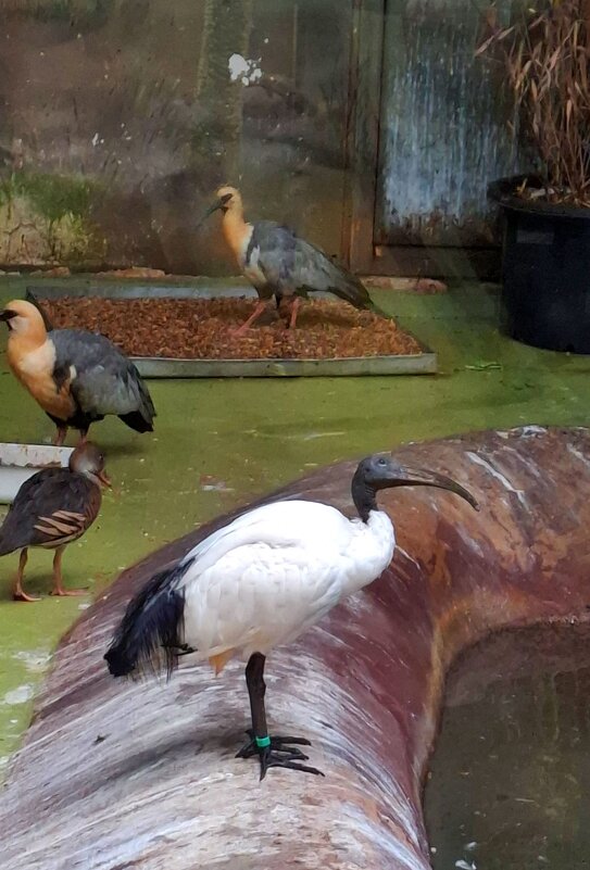 Зоопарк - Андрей Л. В.