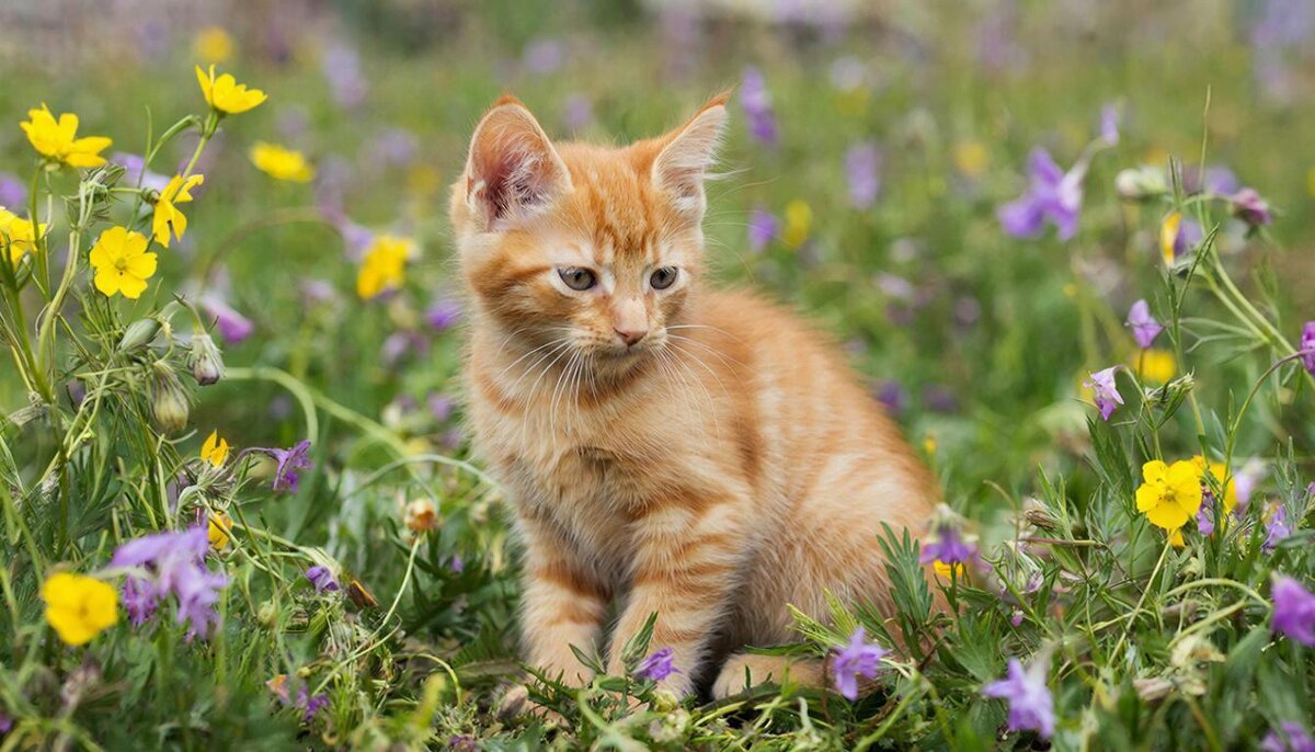 животные и цветы - МАРИЯ ПОПОВА