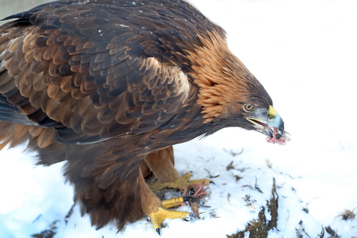 беркут - Михаил Бибичков