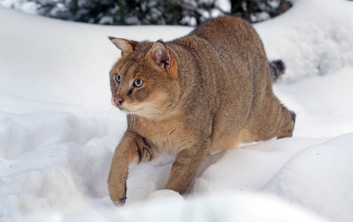 камышовый - Михаил Бибичков