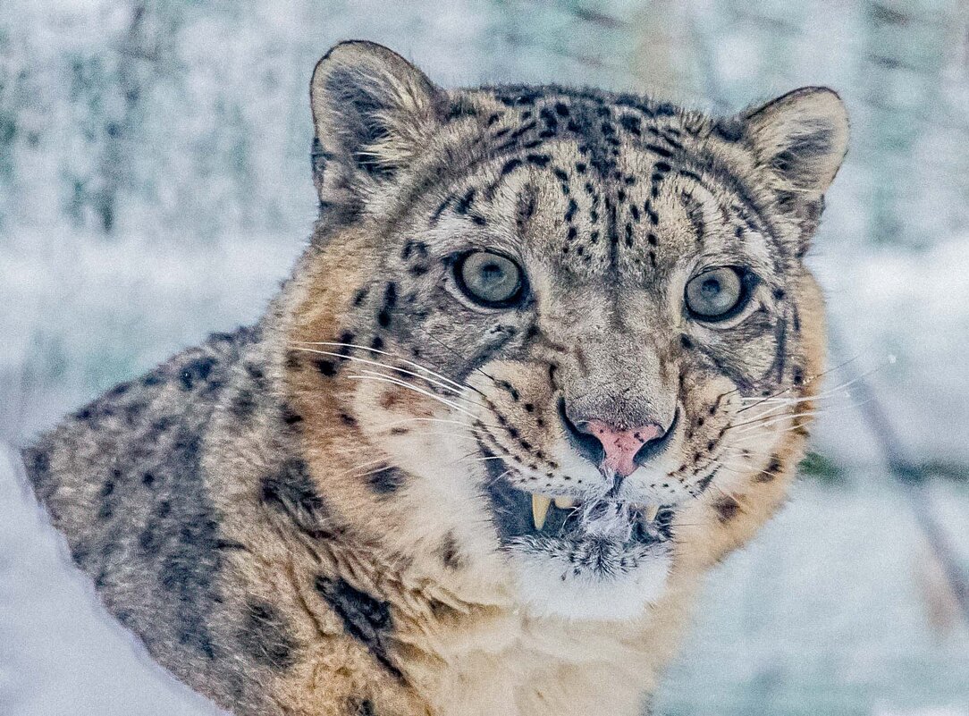 ирбис - Аркадий Лаптенко