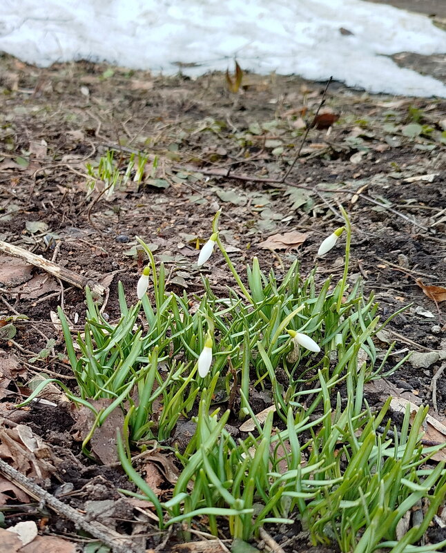 Первенцы - Александр Чеботарь