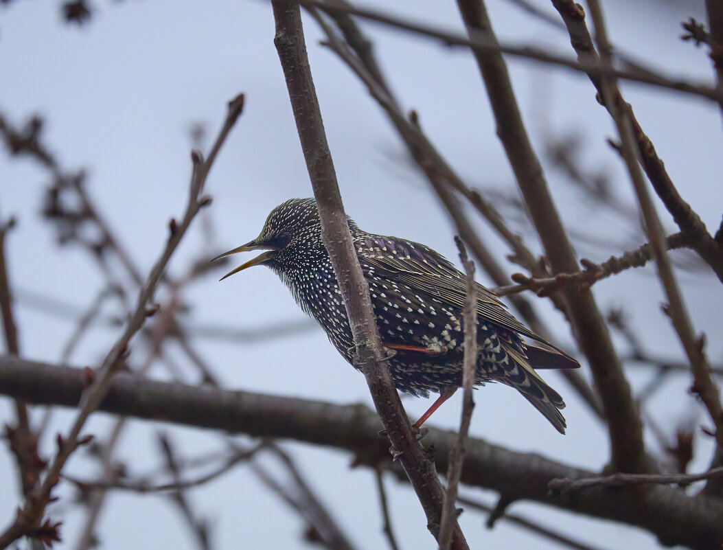 Скворцы прилетели... - Александр Посошенко