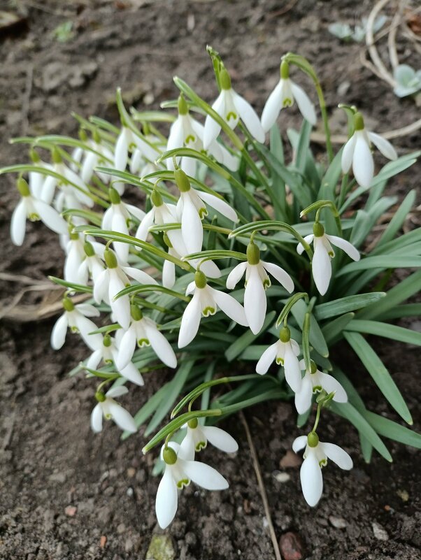 Морозы уже не остановят... - Людмила Жданова