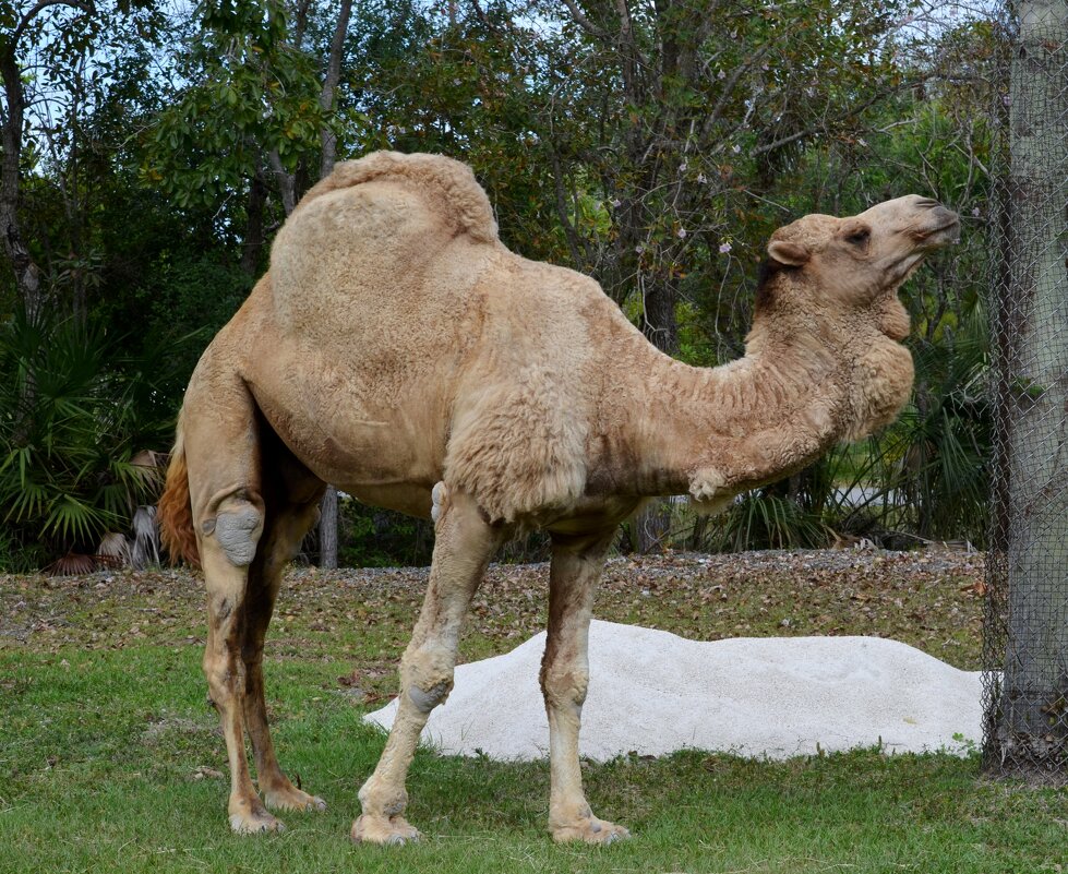 Верблюд - Savayr 
