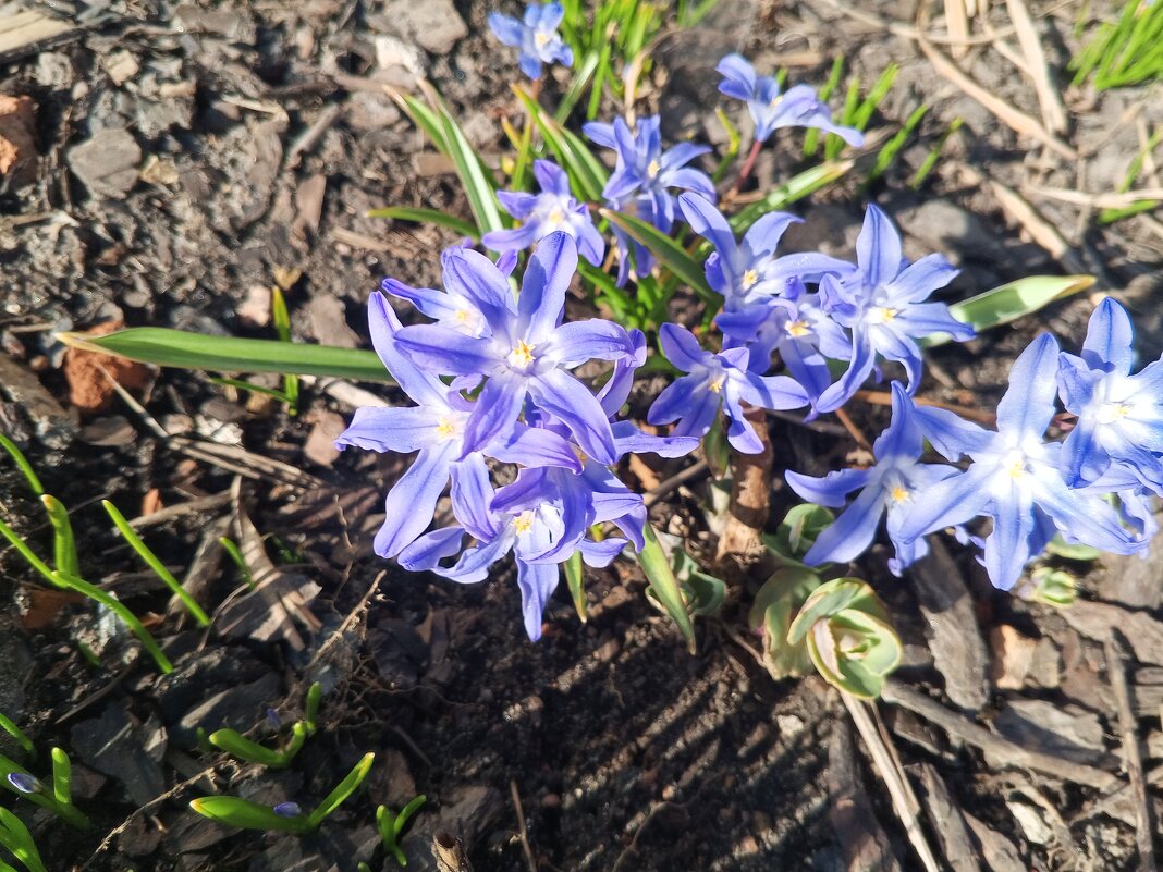 Хионодокса - Сапсан 