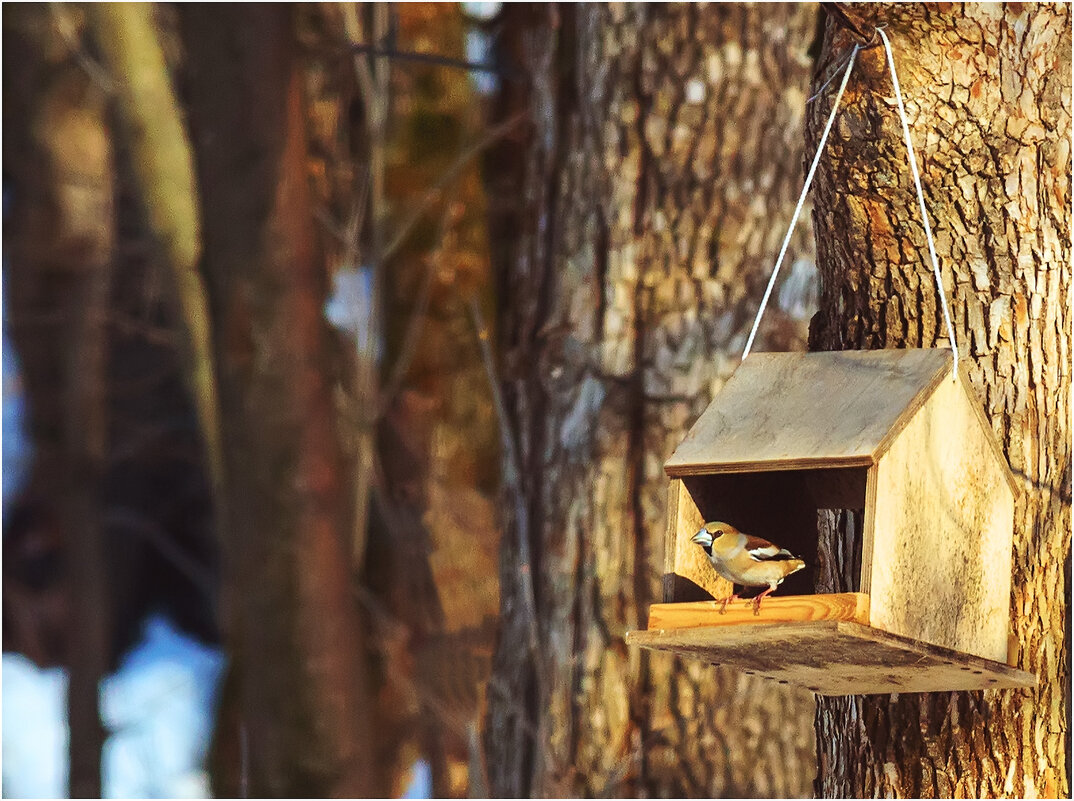 Обыкновенный дубонос - Валентин Котляров