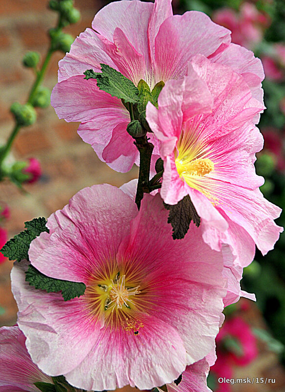 они на радость нам даны - Олег Лукьянов