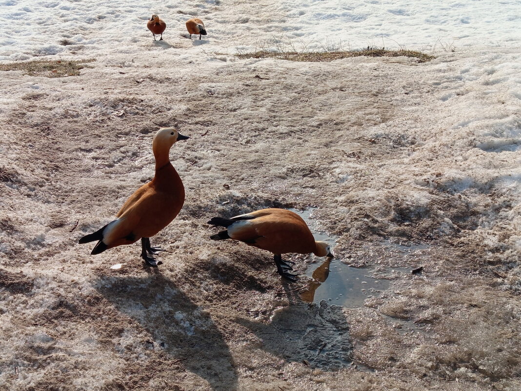 Март в Черкизове - Андрей Лукьянов