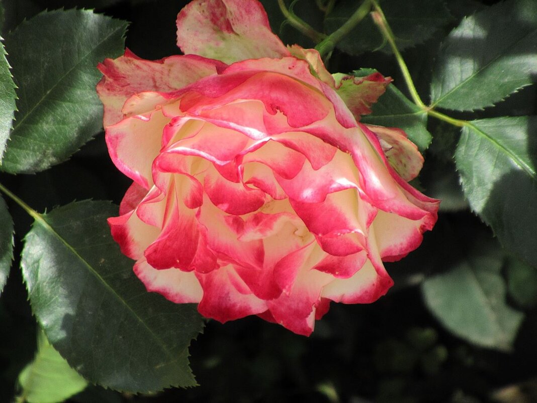 Розы... розы... - viach 