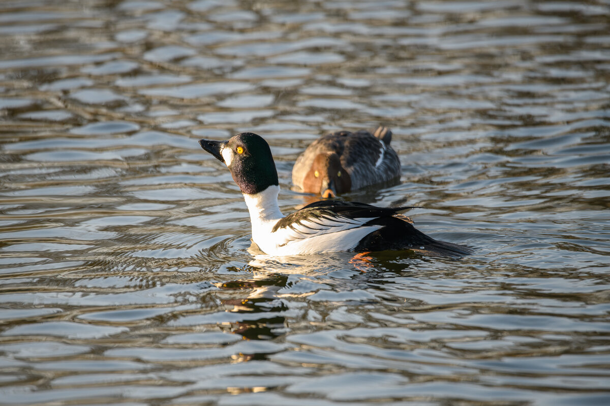 Парочка обыкновенных гоголей - Дарья Меркулова