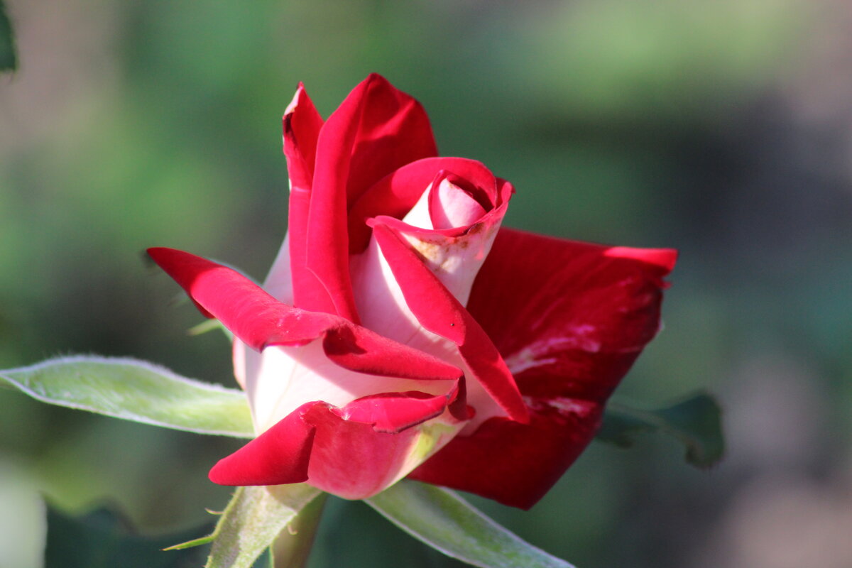 красавица - Наталья Штанулина