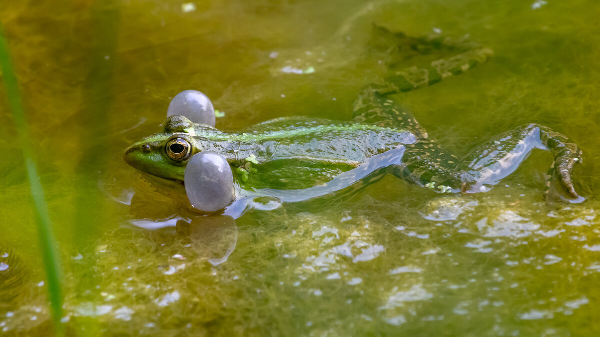 Царевна - лягушка) - Владимир Лазарев