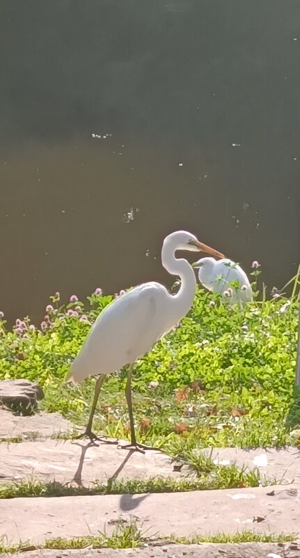 обитатели парка - Галина R...