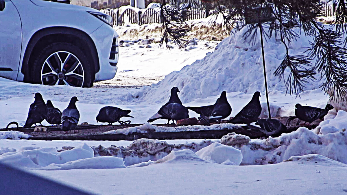 Март...Авто и голуби! - Владимир 