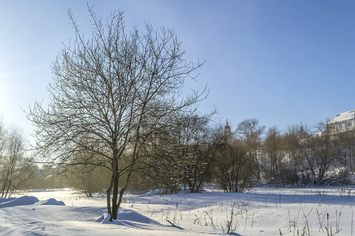 Обледеневшее дерево - Сергей Цветков
