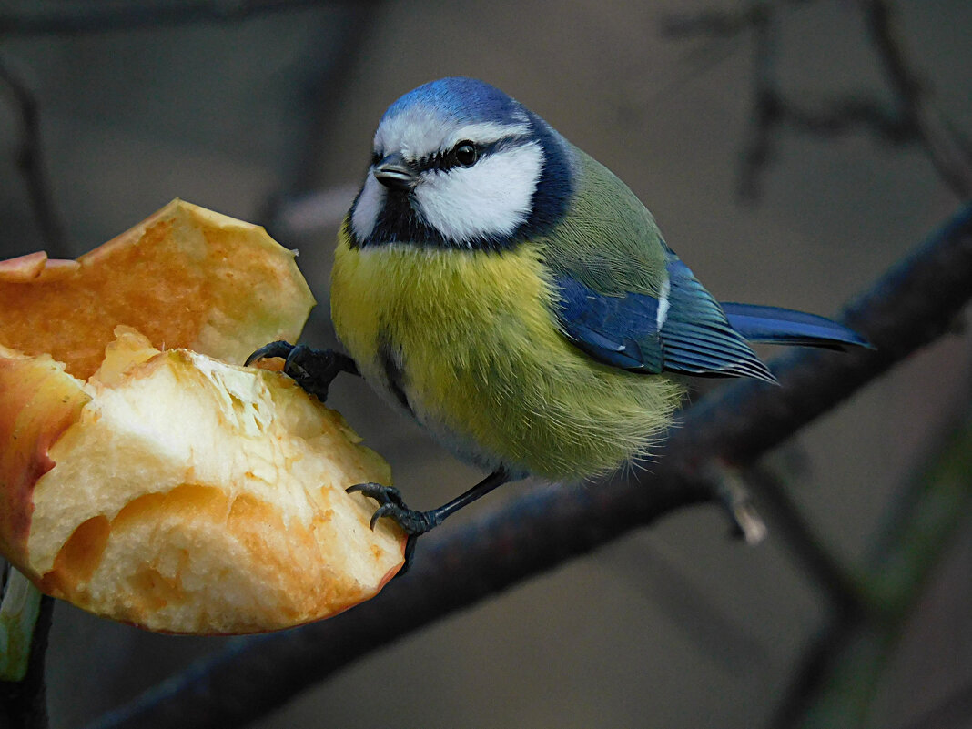 Лазоревка - Лина 