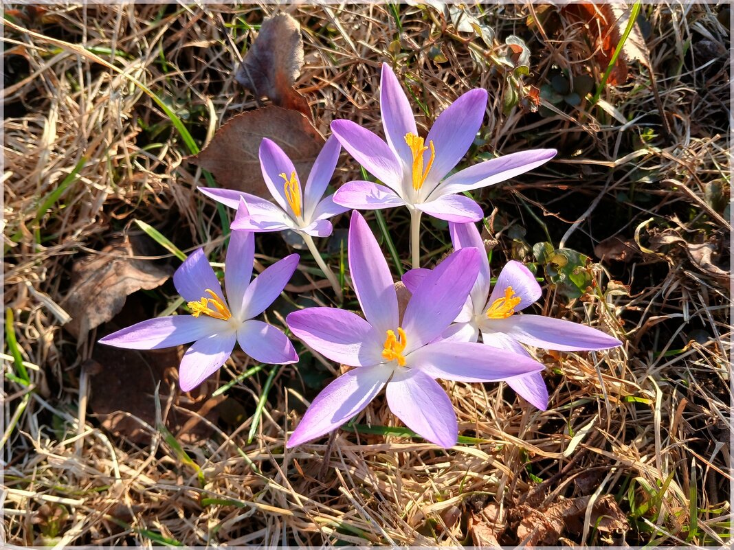 Крокусы - первенцы марта-2026 - Лия ☼