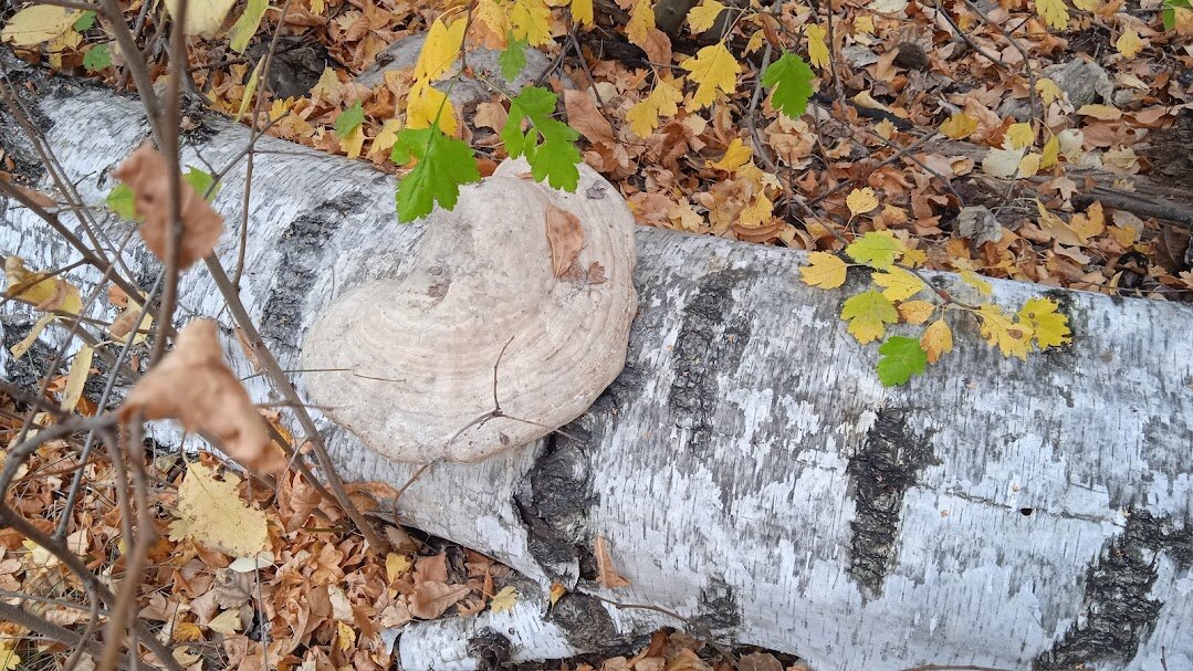 осенними тропинками - Елена Шаламова