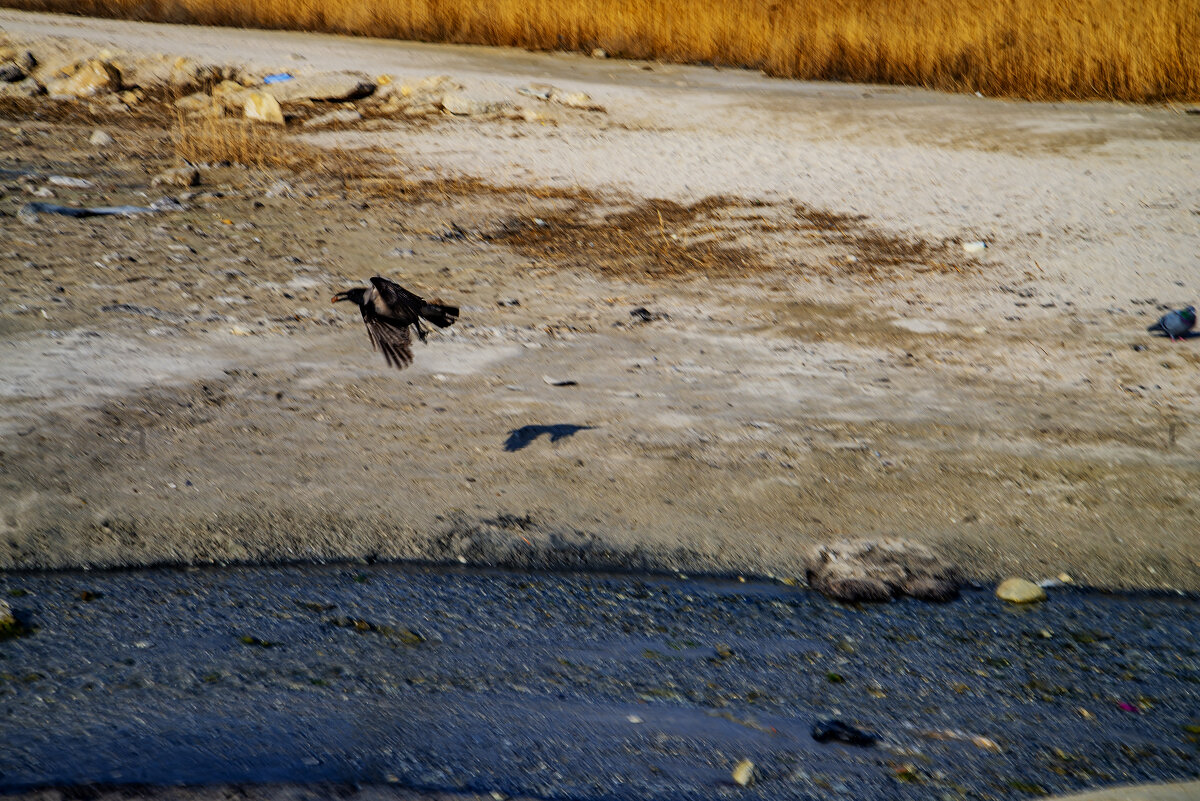 Вороне бог послал... - Анатолий Чикчирный