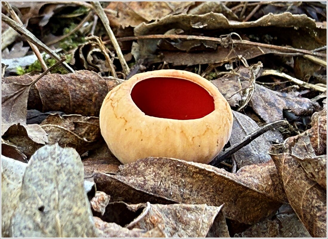 Проснулись грибочки в лесу. Саркосцифа алая. - Валерия Комова