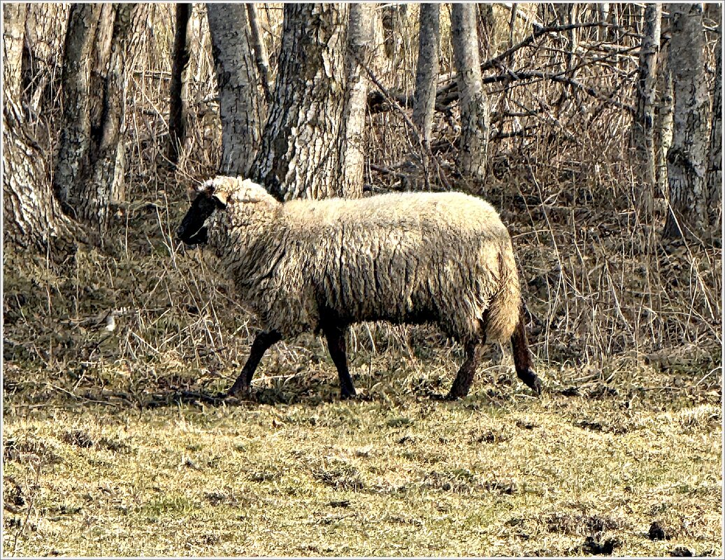 Овца. - Валерия Комова