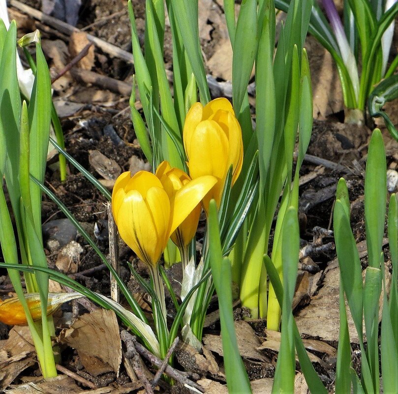Желтенькие - Лариса С.
