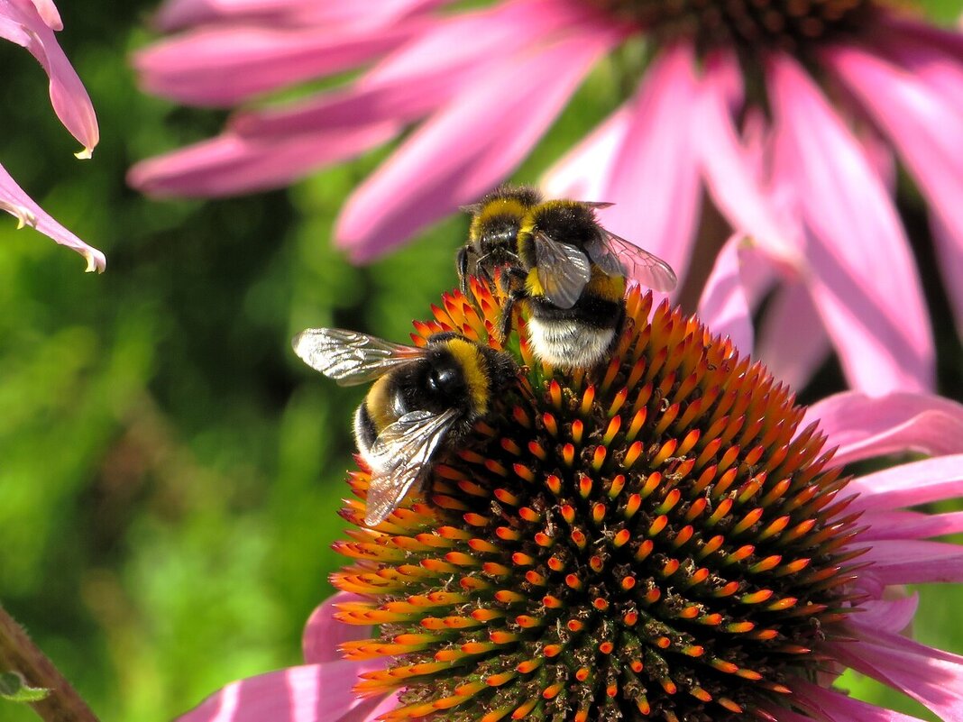Трое - Лариса С.