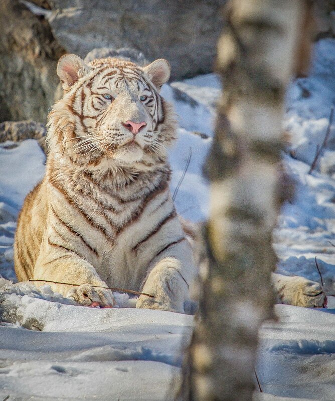 Бенгальский тигр КОВИ. - Аркадий Лаптенко