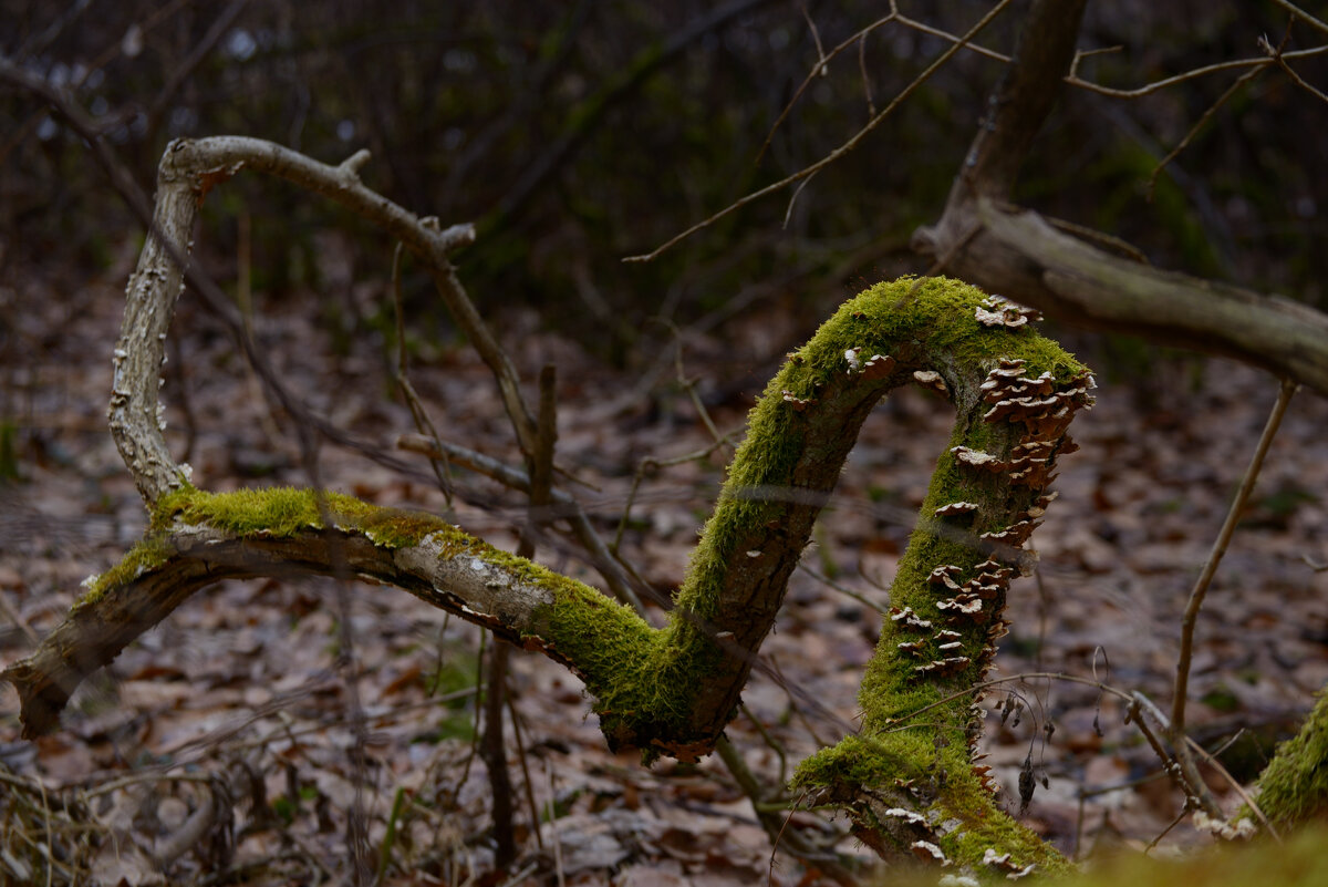 Коряга 2 - Константин Белоногов