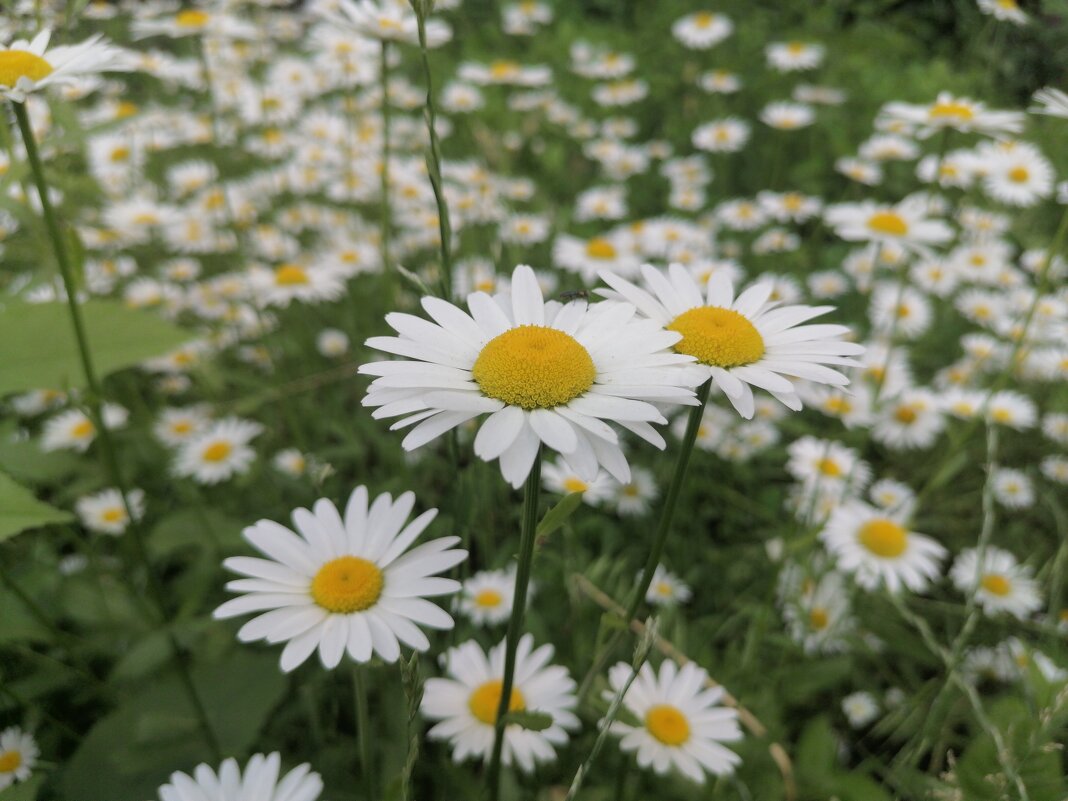 ,,, - Сергей Тимоновский