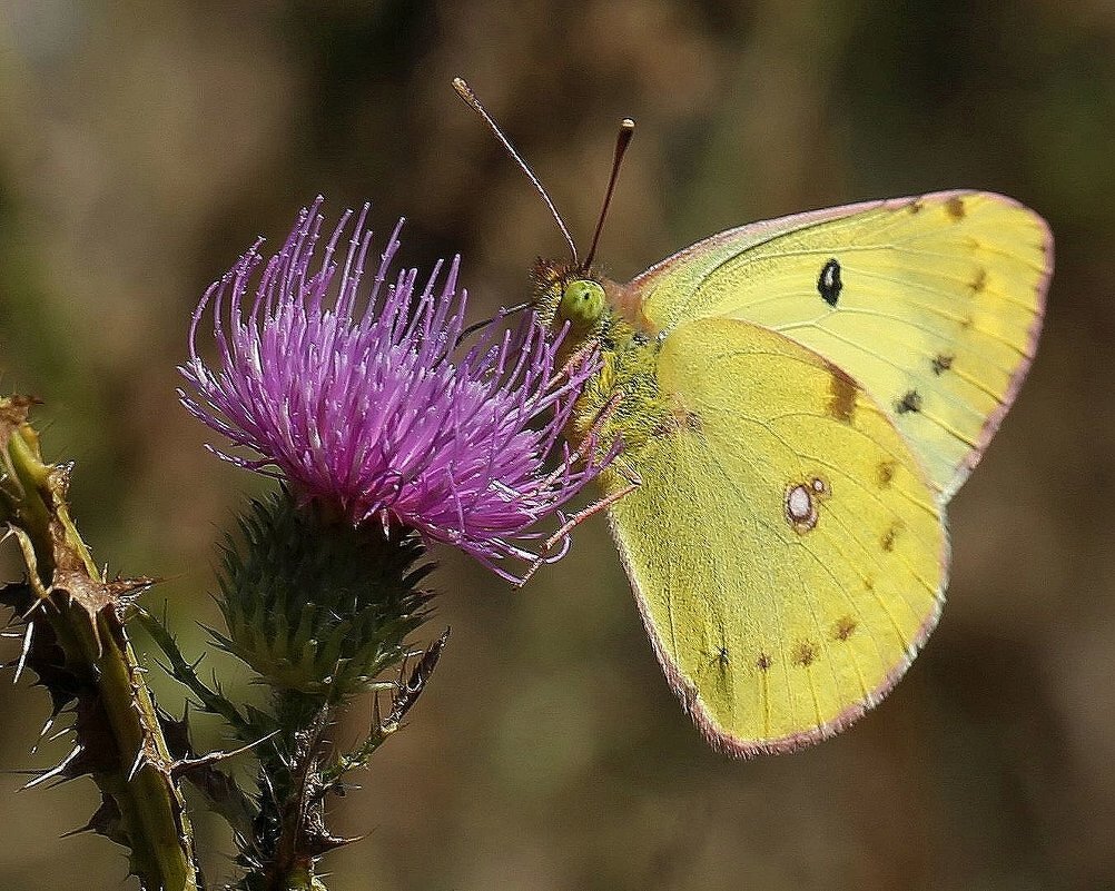 Желтушка - ZNatasha -