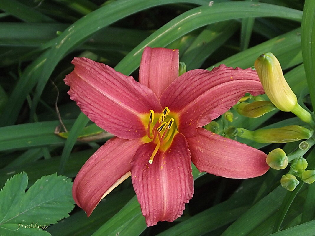 Лилейник - Freddy 97