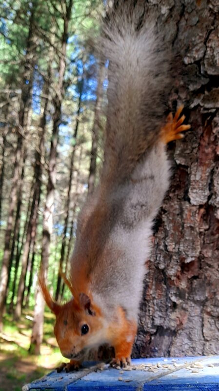 Белка за вкусняшками . - Мила Бовкун