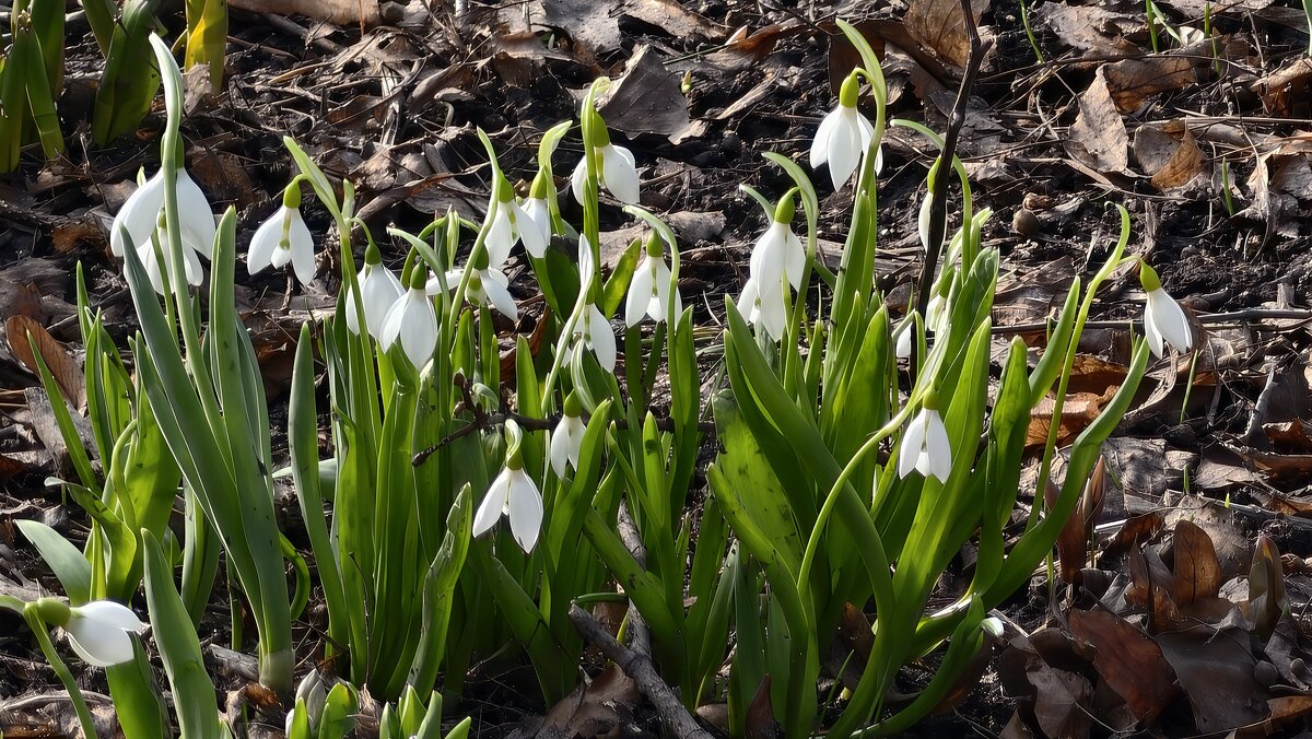 Первые подснежники расцвели в Аптекарском огороде - <<< Наташа >>>