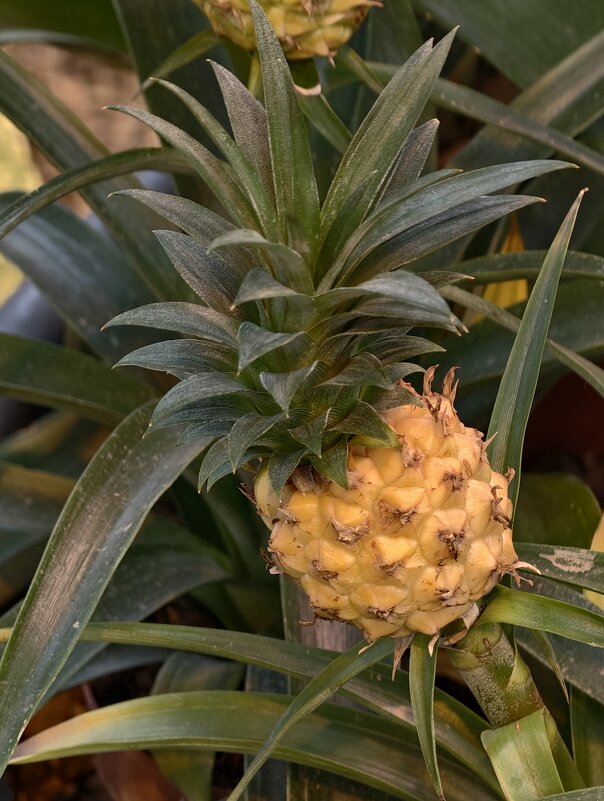 Ананас в Аптекарском огороде - <<< Наташа >>>