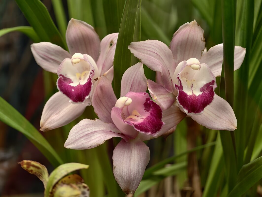 Орхидеи - <<< Наташа >>>