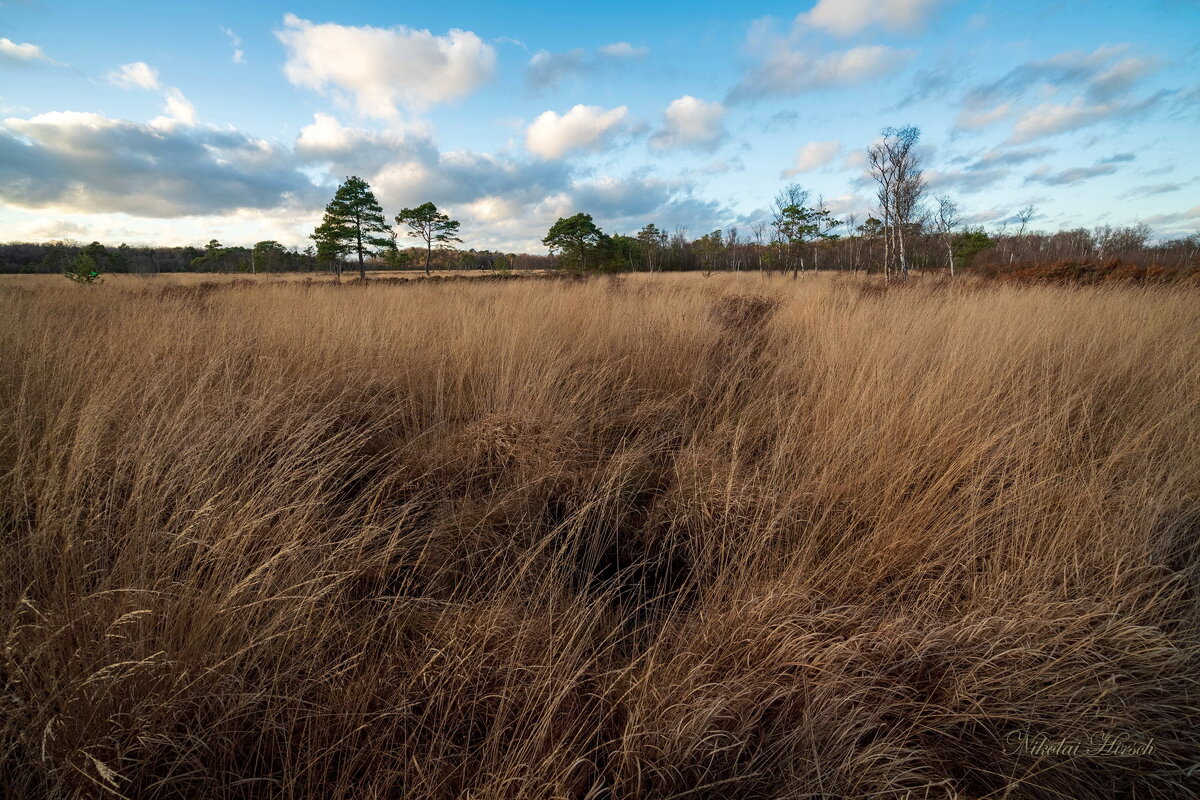 Старое болото... - Николай Гирш