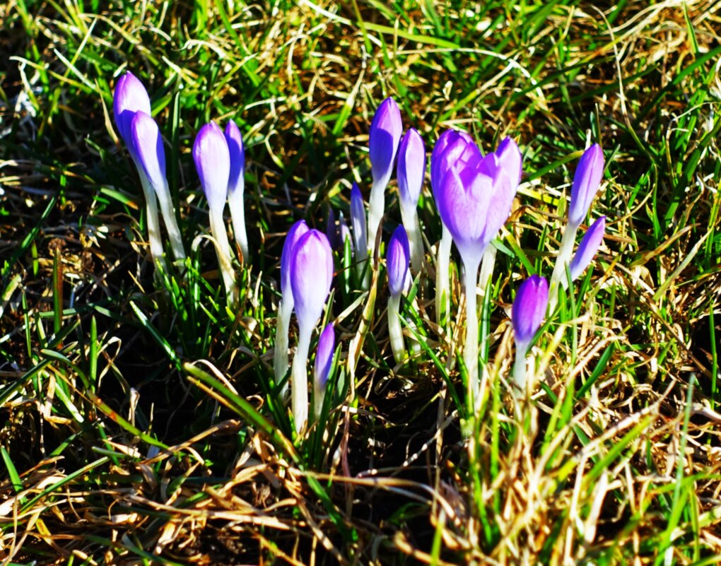 Первые крокусы - Aida10 