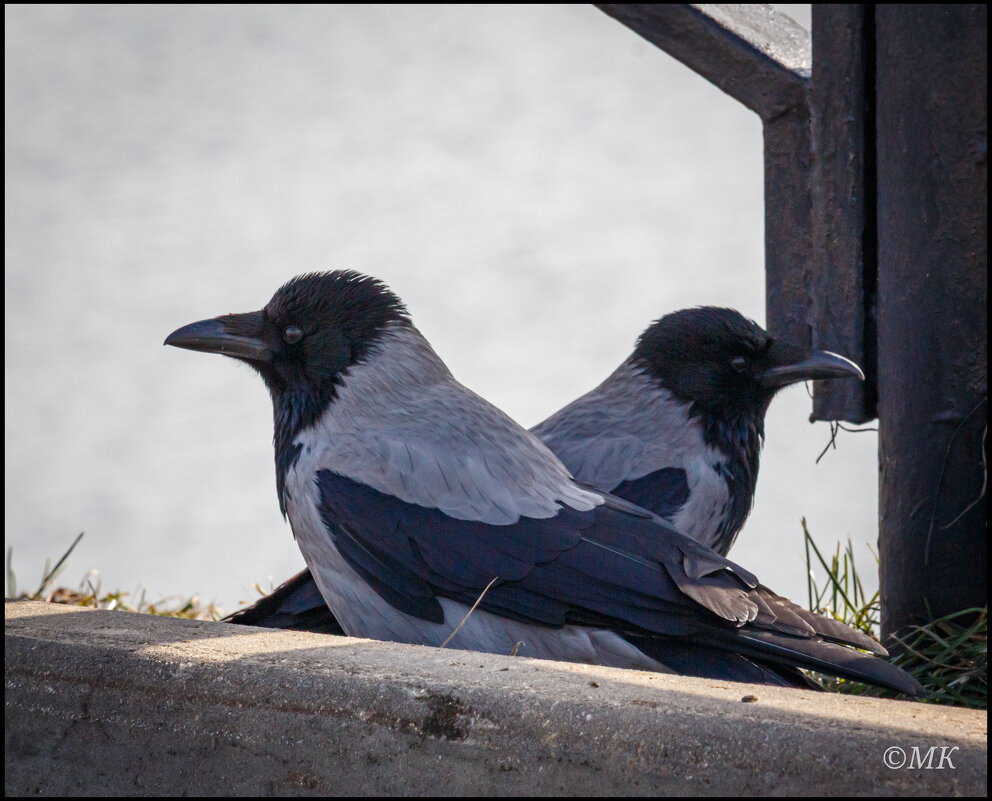 Нас двое. - Михаил Кобзев