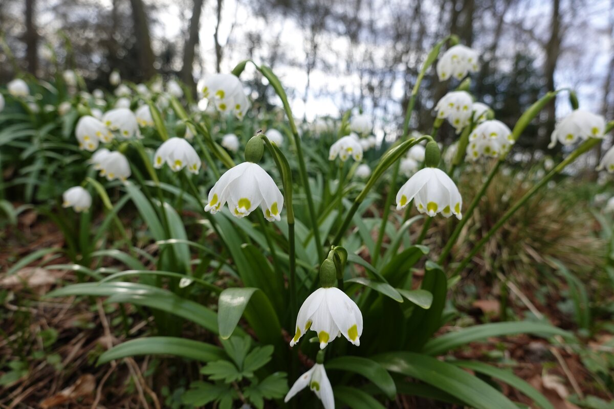Находите радость в каждом дне! Сказка в середине марта!... - Галина 