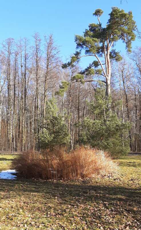 Парк Александрия. Март - Наталья Герасимова