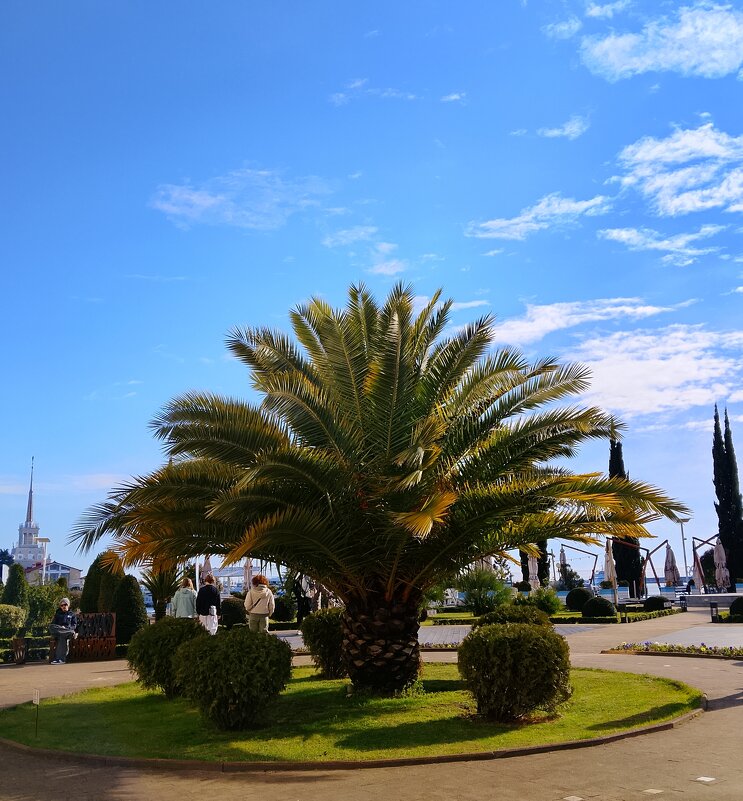 Сквер - Tata Wolf