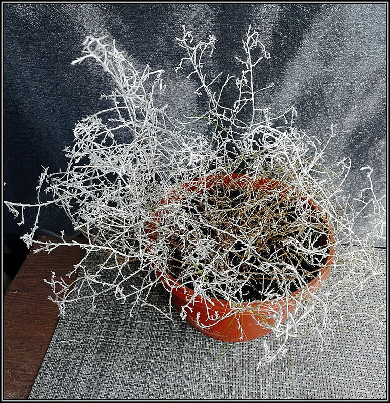 Калоцефалус серебристый  Брауна - Ольга Довженко